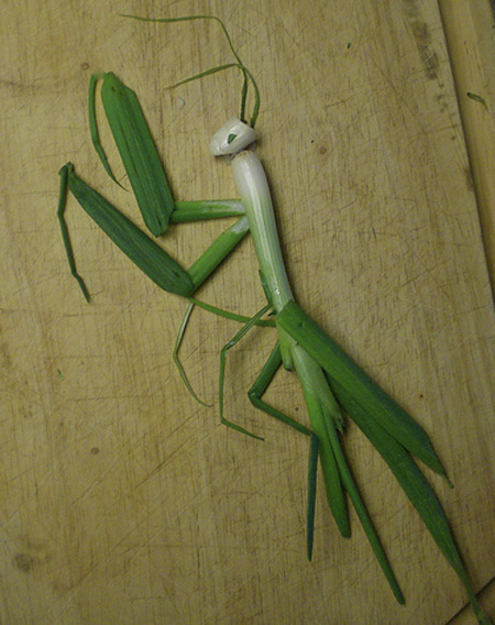 Praying Mantis