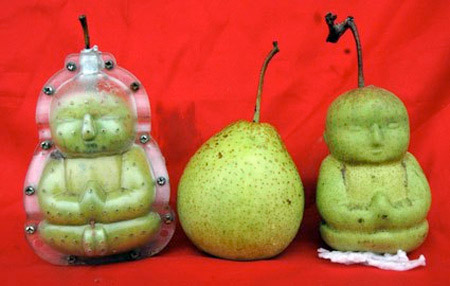 Buddha Pear