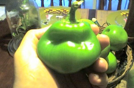 Teenage Mutant Ninja Pepper