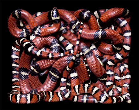 Lampropeltis pyromelana