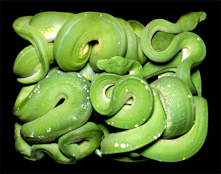 Morelia viridis