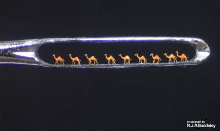 Camels