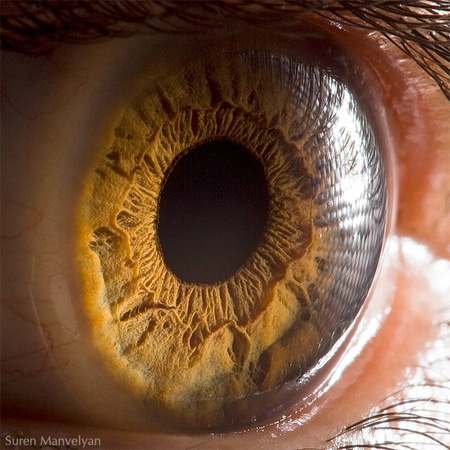 Macro Human Eye