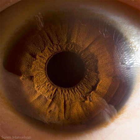 Macro Eye Photo