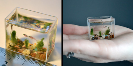 Worlds Smallest Aquarium