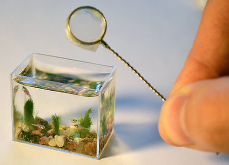 Micro Aquarium