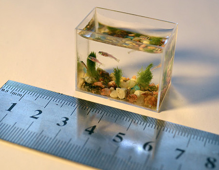 Small Aquarium