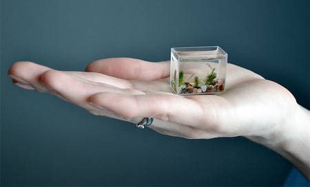 Miniature Aquarium