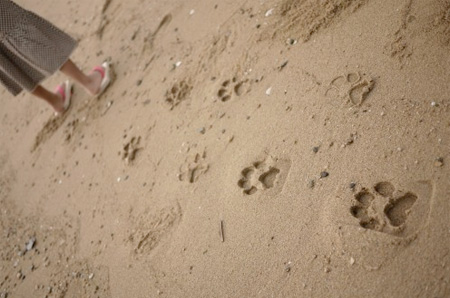 Animal Footprints