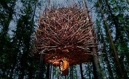 Bird Nest