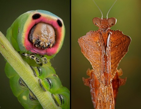 Macro Animals