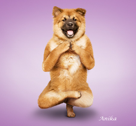 Yoga Dog