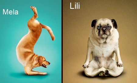 Dogs doing Yoga