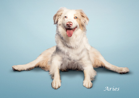 Yoga Dogs Calendar