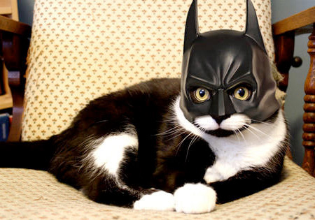 Batcat