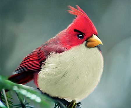 Red Bird