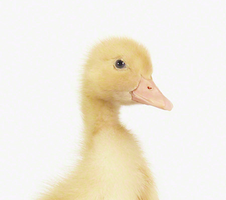 Duckling