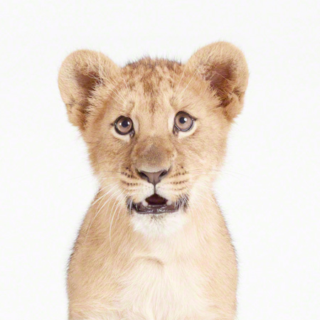 Lion Cub