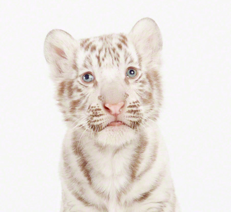 Baby White Tiger