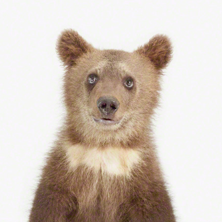 Bear Cub