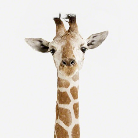 Baby Giraffe