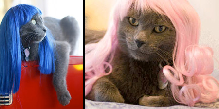 Wigs for Cats