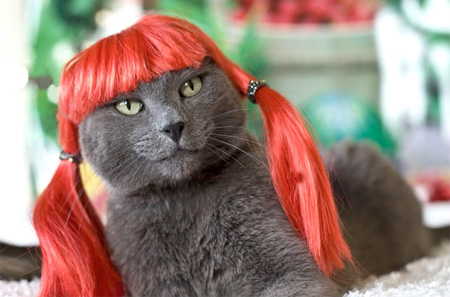 Cat in a Wig