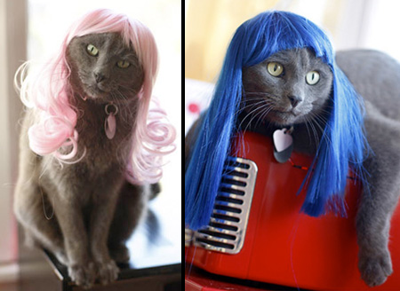 Kitty Wigs