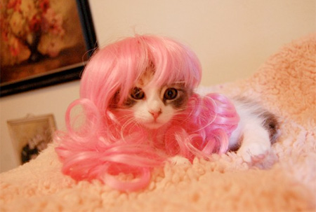 Kitty Wig