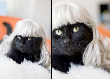 Картинки по запросу Кошки в париках Уникальная кошачья фотосессия