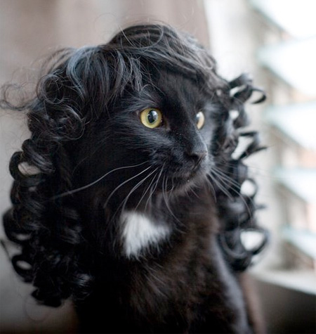 Kitty is a Wig