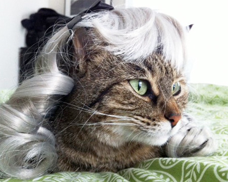 Kitten Wig