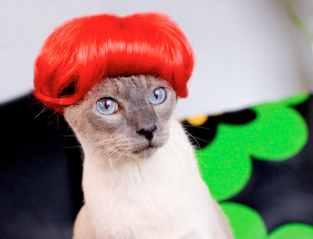 Kitten Wigs