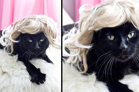 Cat Wigs