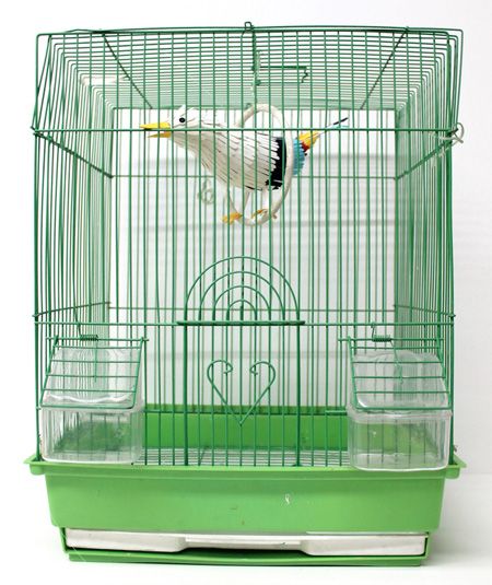 Bird in a Cage