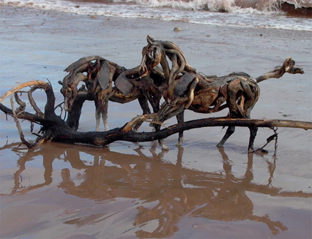 Heather Jansch Horses