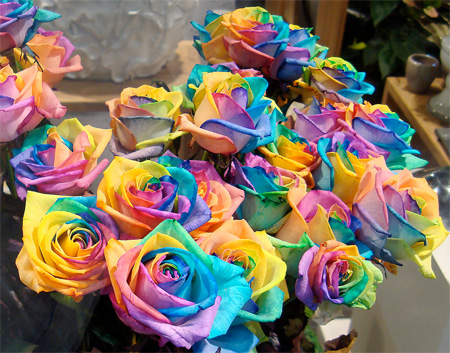 Rainbow Roses