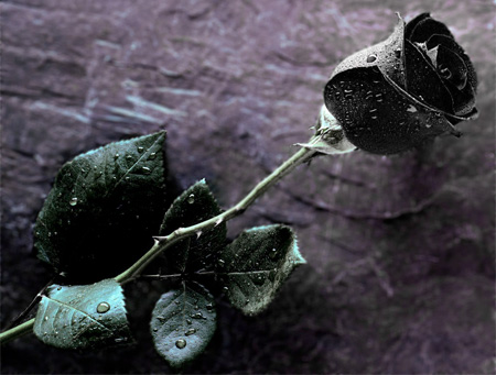 Black Rose