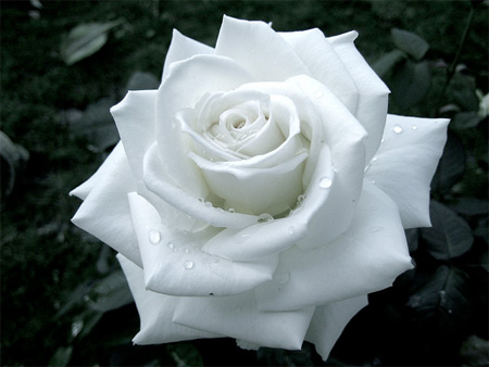 White Rose