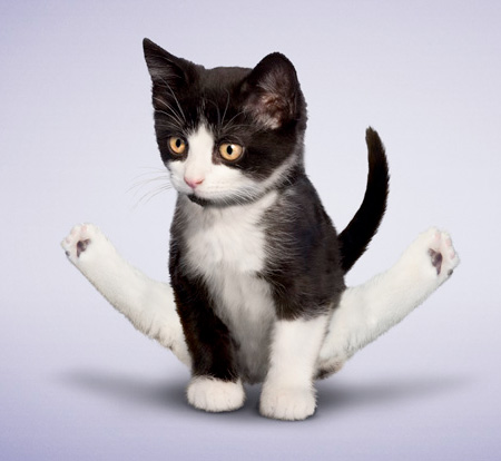 Yoga Cat