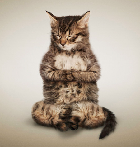 Meditating Cat