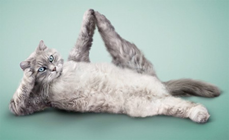 Yoga Cats Calendar