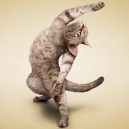 Adorable Cat Yoga