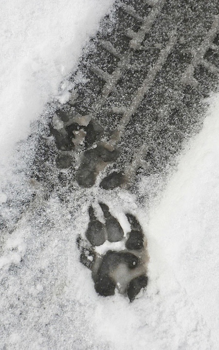 Animal Tracks