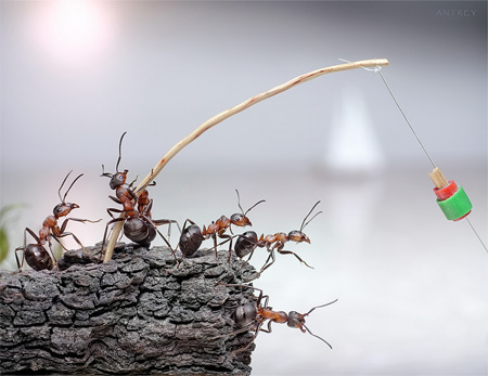 Ants Fishing