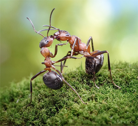 Kissing Ants