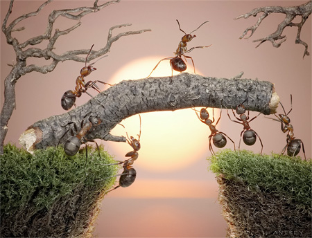 Life of Ants