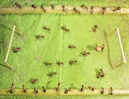 Ants Football