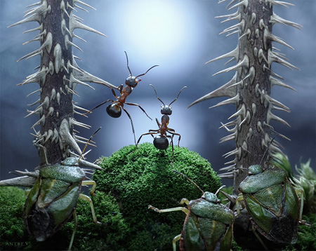 Macro Ants Photography