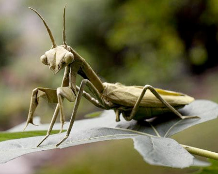 Paper Praying Mantis